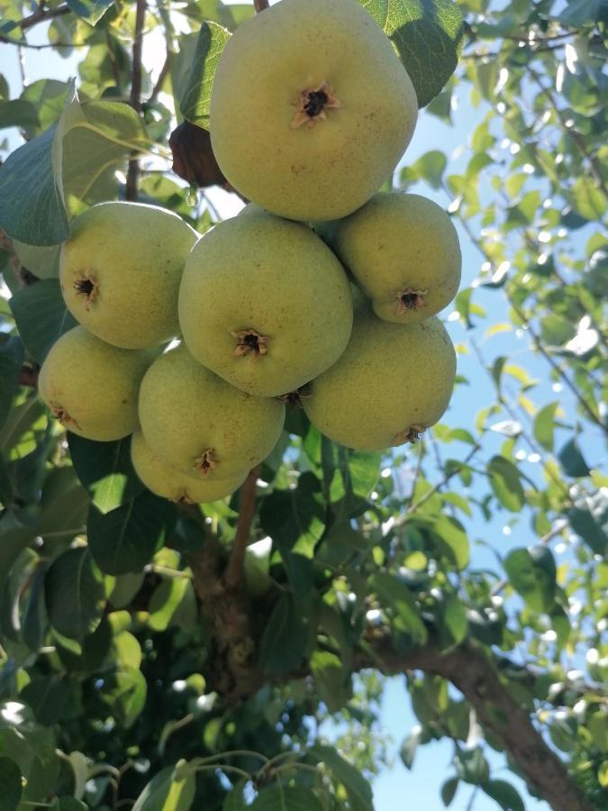 Horta Das Laranjas Serpa Buitenkant foto